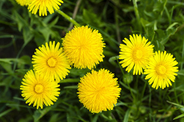 yellow dandelions , spring  