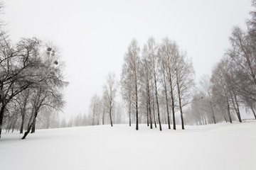 trees in winter  
