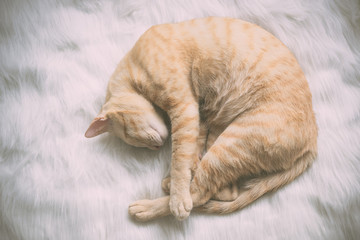 Fototapeta na wymiar cat sleep on white bed vintage filter background.