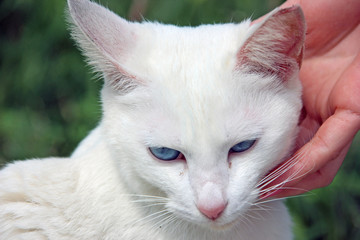 甘える白猫