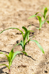 young corn plants  