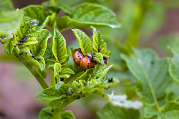 Photo agriculture, Europe  