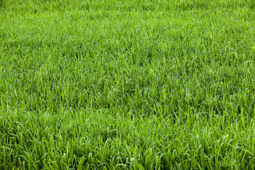 green field with cereal  