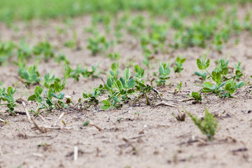 Pea sprout in the spring  