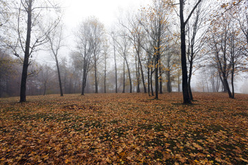 Obraz premium Park in the fall 