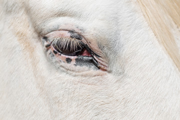 Detail of eye of a horse
