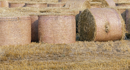 stack of straw in the field 