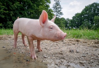 Ferkel an einer Regenpfütze, Nahaufnahme