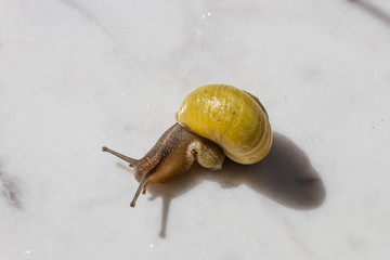 schnecke mit gehäuse