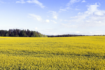 Obraz premium rapeseed field in the summer 