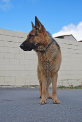 standing german shepherd dog