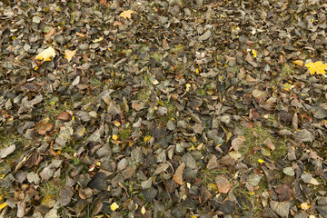 Autumn Park, overcast 