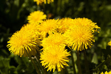 yellow dandelion  