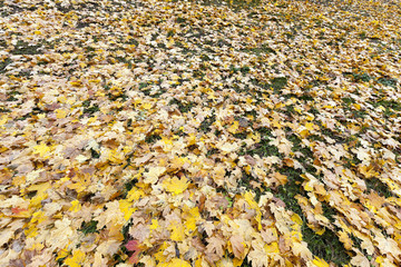Autumn Park, overcast  