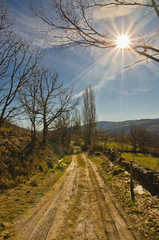 Fototapeta premium Country road in forest
