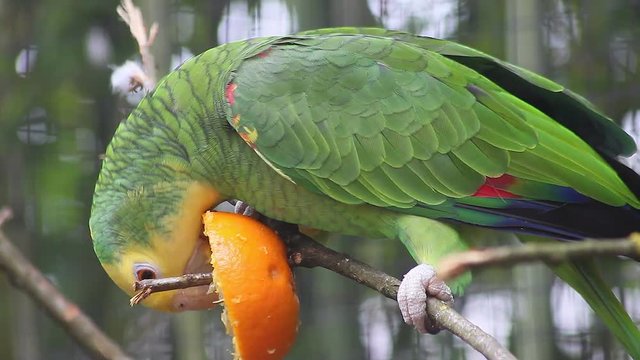 Yellow-Headed Amazon Parrot Perched on a Branch and Eating an Orange