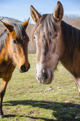 Two horses in close-up