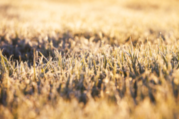 frost on the wheat  