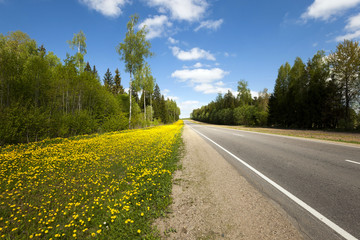 yellow dandelions ,  spring  