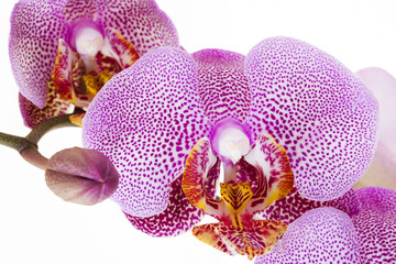 pink orchid isolated  