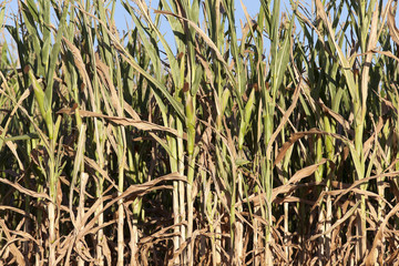 Field with corn 