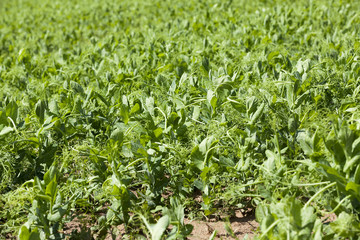 field with green peas  