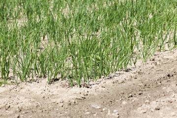 green onion. Spring  
