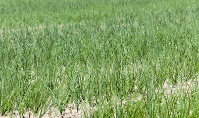 green onions in the field  