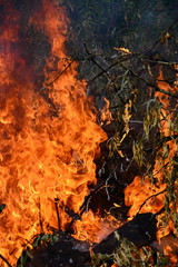 fire burning green trees