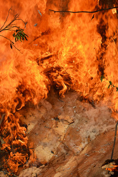 Fire development in forest