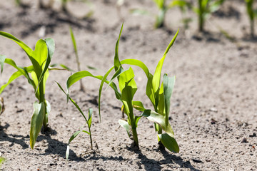 green corn. Spring  