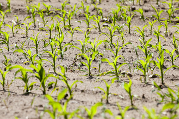 agricultural field with corn  