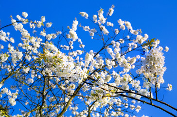 Cherry blossoms

