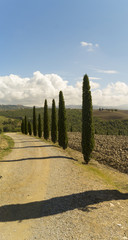 Naklejka premium aleja cyprysów przy drodze