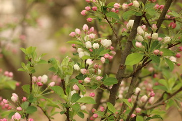 ヒメリンゴのつぼみ