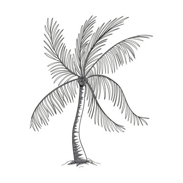Vector Illustration of a Hand Drawn Palm Tree