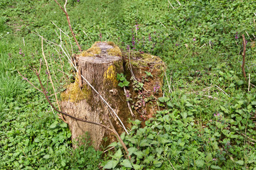 Baumstumpf