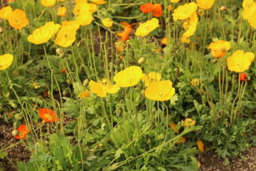 アイスランドポピーの花