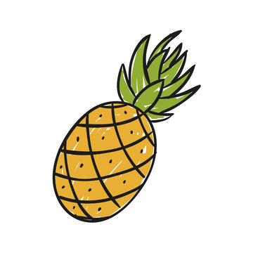 Vector Illustration of a Hand Drawn Pineapple