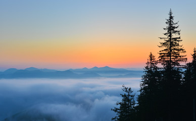 Fototapeta na wymiar Dawn forest above clouds