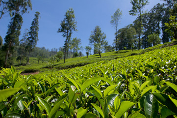 Teeplantage auf Sri Lanka