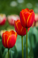 Fototapeta premium Tulips in the garden