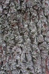 Tree bark of the old and big Oak tree texture or background. Partly is the Oak bark covered a few lichen and little moss flowers. Detailed Picture of the skin of old tree in the deep forest in Europe.
