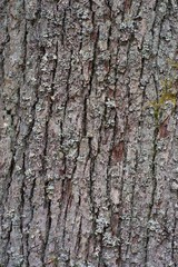 Fototapeta premium Tree bark of the old and big Oak tree texture or background. Partly is the Oak bark covered a few lichen and little moss flowers. Detailed Picture of the skin of old tree in the deep forest in Europe.