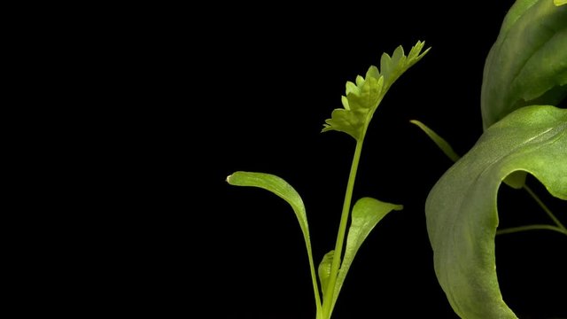 Time-lapse of a coriander (Coriandrum sativum), aka Cilantro, seedling growing. Studio shot over black.
