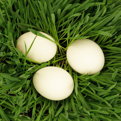 Eggs in growing grass