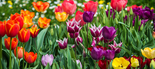 Tulips in the garden