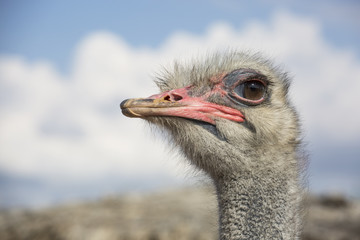 ostrich at the RAK Zoo - ostrich face