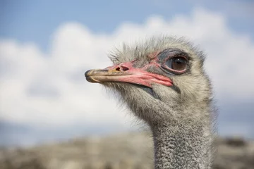 Afwasbaar Fotobehang Struisvogel struisvogel in de RAK Zoo - struisvogelgezicht