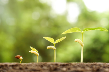 nurturing young baby plants growing in germination sequence on fertile soil with natural green...